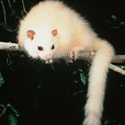 : whitepossum.jpg
: 2135

: 9.1 