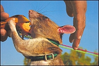 Нажмите на изображение для увеличения
Название: rat1.jpg
Просмотров: 2281
Размер: 87.8 Кб
ID: 563