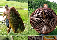 Нажмите на изображение для увеличения
Название: 4.jpeg
Просмотров: 3018
Размер: 100.0 Кб
ID: 741