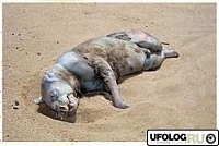 Нажмите на изображение для увеличения
Название: 24.jpg
Просмотров: 4944
Размер:	9.7 Кб
ID:	233